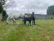 Poulini&egrave;re pure race Connemara grise 12 ans