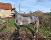 GALION DE MINUIT - Connemara 2016 por GRANIT'BOY PONDI