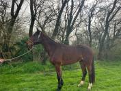 Nathanielo jeune Trotteur 