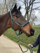 Plusieurs chevaux pour compagnie ou balade 
