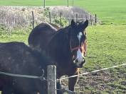 Plusieurs chevaux pour compagnie ou balade 