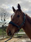 Plusieurs chevaux pour compagnie ou balade 