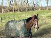 Plusieurs chevaux pour compagnie ou balade 