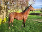 Poney PFS 5ans 