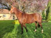 Poney PFS 5ans 