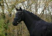 Poney de dressage Allemand 6 ans