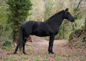 Poney de dressage Allemand 6 ans
