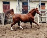 Pur sang exeptionnel 7 ans cherche sa nouvelle famille 