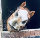 Pur sang exeptionnel 7 ans cherche sa nouvelle famille 