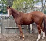 Pur sang exeptionnel 7 ans cherche sa nouvelle famille 