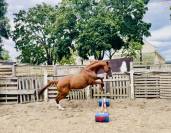 Pur sang exeptionnel 7 ans cherche sa nouvelle famille 