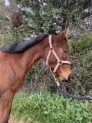 Pouliche de sport &agrave; vendre obstacle ou reproduction 