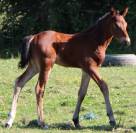 Poulain SF 1 AN Catchar mail 