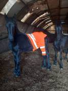 A vendre pouliche frison plein papiers 