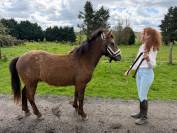 Jeune poney 2 ans pour CSO