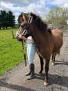 Jeune poney 2 ans pour CSO