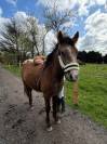 Jeune poney 2 ans pour CSO