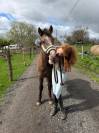 Jeune poney 2 ans pour CSO