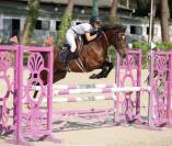 Poney Fran&ccedil;ais de selle D , 1m49 &agrave; vendre 