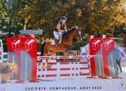 Poney Fran&ccedil;ais de selle D , 1m49 &agrave; vendre 