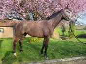 Jument SF top lign&eacute;e 