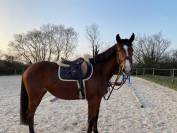 Cavalla Sella Francese In vendita 2022 Baio