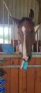 Jument SF 4 ans Cooper VD Heffnick 