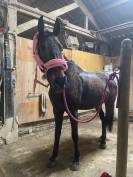 Pur sang anglais de 7 ans ( toise 1m70 