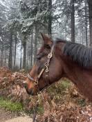 Jeune cheval TAP / compagnie 