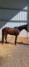 Cheval de selle 5 ans
