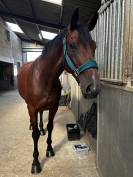 Jument de sport de 10 ans fille de Kigali 