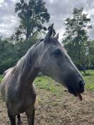 Kimba - Demi - pension  15min de Dijon Sud-Est