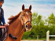 Cheval cso amateur elite