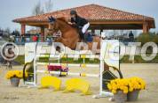 Cheval cso amateur elite