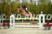 Cheval cso amateur elite