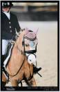 Magnifique ponette Welsh Dressage et CSO 