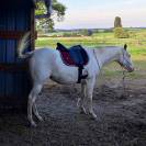 Jument perlino de 7 ans 