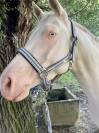 Jument perlino de 7 ans 