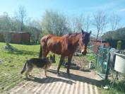 Recherche cavalier-e confirm&eacute; pour balade 30 ' Toulouse