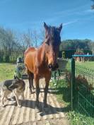 Recherche cavalier-e confirm&eacute; pour balade 30 ' Toulouse