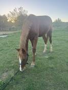 Rare M&acirc;le 2 ans SFO  par Nervoso