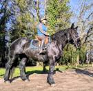 Jument Percheronne noire 