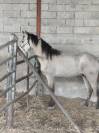 POULAIN ENTIER PURE RACE ESPAGNOL 
