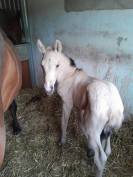 POULAIN ENTIER PURE RACE ESPAGNOL 