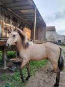 POULAIN ENTIER PURE RACE ESPAGNOL 