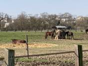 AMI pour la gestion de centre &eacute;questre de l'ENVT