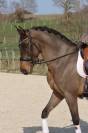 Hongre Pure race Espagnole de 6 ans,