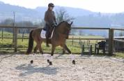 Hongre Pure race Espagnole de 6 ans,
