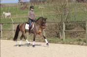 Hongre Pure race Espagnole de 6 ans,