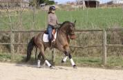 Hongre Pure race Espagnole de 6 ans,